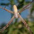 Argiope bruennichi (orb web spider) ♀