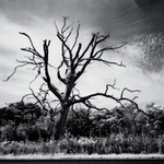 Petrified Tree nr Smallburgh