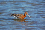 Black-tailed Godwit