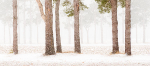 TREES WEEK #13