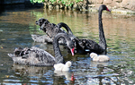 DW10 - Black Swans and four day old cygnets at Dawlish i