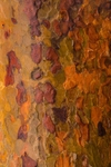 Scots pine bark near canopy