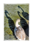 Me And My Shadows