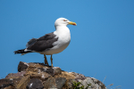 Herring Gull