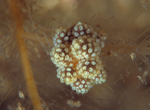 Doto fragilis