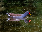 Moorhen