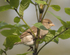 House Sparrow