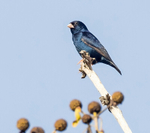 Village Indigo Bird