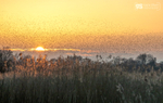 Starling Murmurations, Avalon Marshes_GS1132