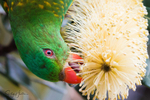 Scaly Breasted Lorikeet 8