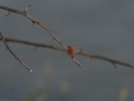 P1045134