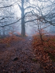 Chevin Woods