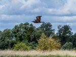 Bittern
