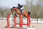 Cls 31 Young Horse 6yr old portfolio
