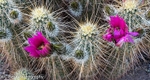 Cactus Flower
