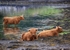 Highland Cows