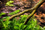 Forked Branch