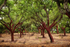 Cork Trees 01