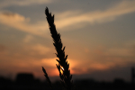 Tassel silhouette.