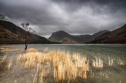Reeds on Buttermere.