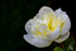 White Peony - DSC_4790