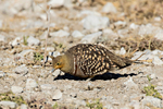 Namaqua Sandgrouse  (m)