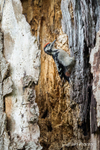 Great Spotted Woodpecker Fledgling 5 of 8
