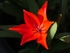 Red Tulip With Leaves