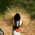 Crane Again