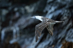 Peruvian Booby flying, wings down, Chanaral Island, Chile