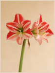 Hippeastrum 'Fairytale' 2