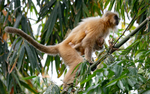 Golden Langur