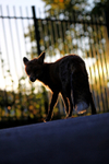 Urban fox Silhouette in a Bristol Street
