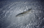 Shallow Water Bonefish.