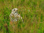Young Mistle Thrush in heather, Scotland