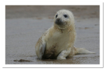 Seal Pup