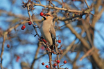 Waxwing