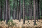 Pine Trunks 02