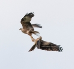 IMG_1672 v3