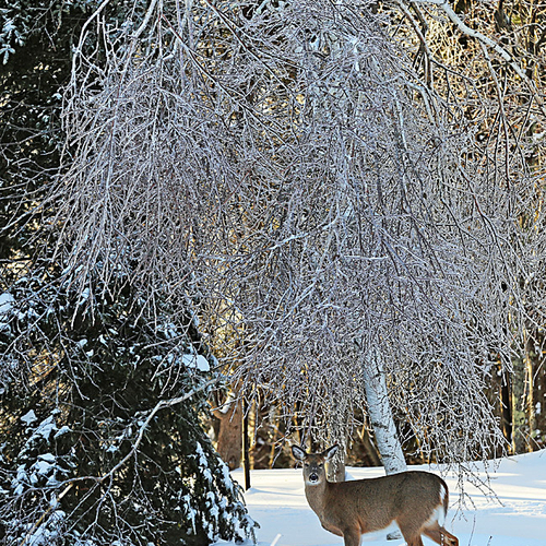 A whitetail deer poses in front of an iced over birch tree.