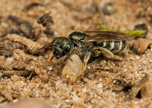 [i]Halictus tumulorum[/i] mining bee. Brandon Marsh, Warwickshire, May 2013.