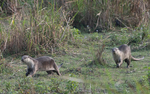 Otters Family