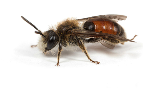[i]Andrena labiata[/i] male, showing characteristic facial markings and red band on abdomen; a unique combination in…