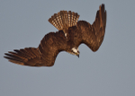 Osprey in a Dive