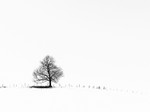 Lone tree in Wildboarclough