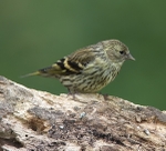 Siskin