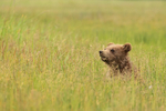 Brown Bear cub head above grass, Silver Salmon Creek, Alaska