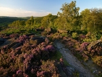 Wharncliffe Heath (06)
