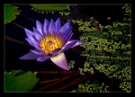 Purple Radiance