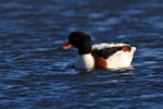 Shelduck swimming on Brownsea Lagoon